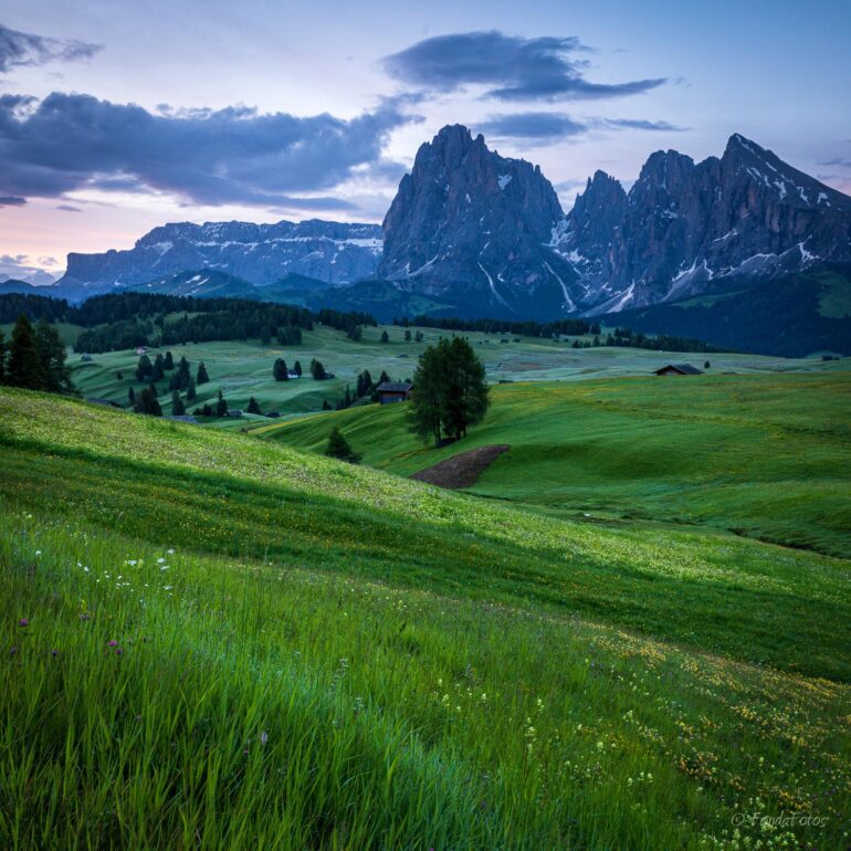 Alpe di Siusi, early morning, square format