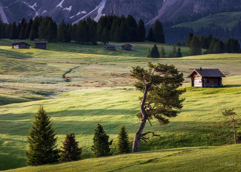 Alpe di Siusi, early morning, square format