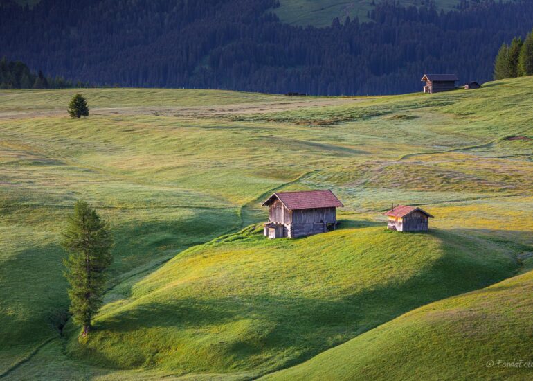 Alpe di Siusi, early morning, square format