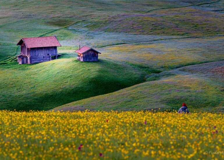 Alpe di Siusi, early morning, square format