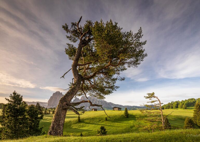 Alpe di Siusi, early morning, square format