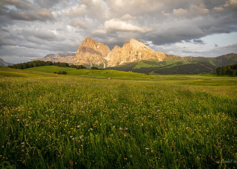 Alpe di Siusi, early morning, square format